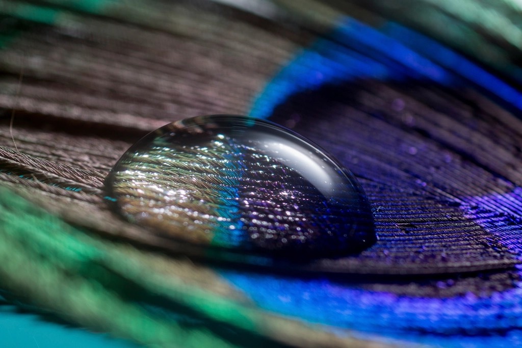 A water droplet resting on a peacock feather, macro shot