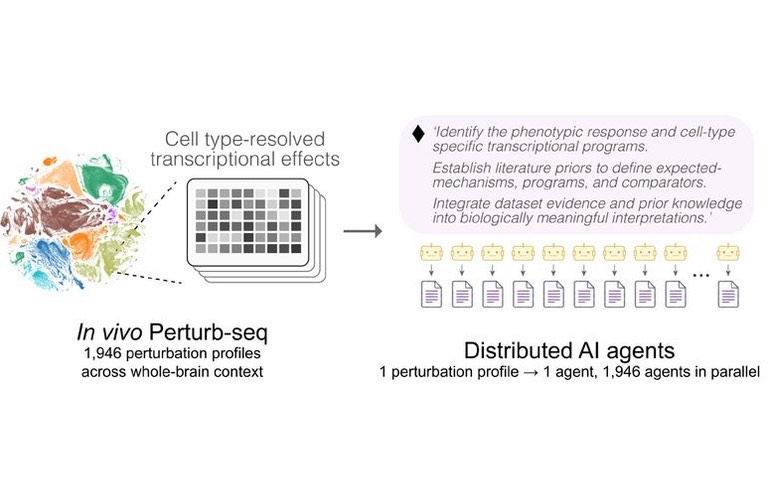 Figure 1A of the preprint: a colour-coded mouse brain cell map and differential-expression heatmaps feed a prompt box, and a row of agent icons below it each point to a separate report, captioned one perturbation per agent, 1,946 in parallel