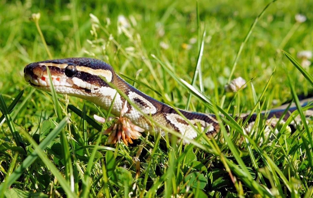 A ball python gliding through green grass