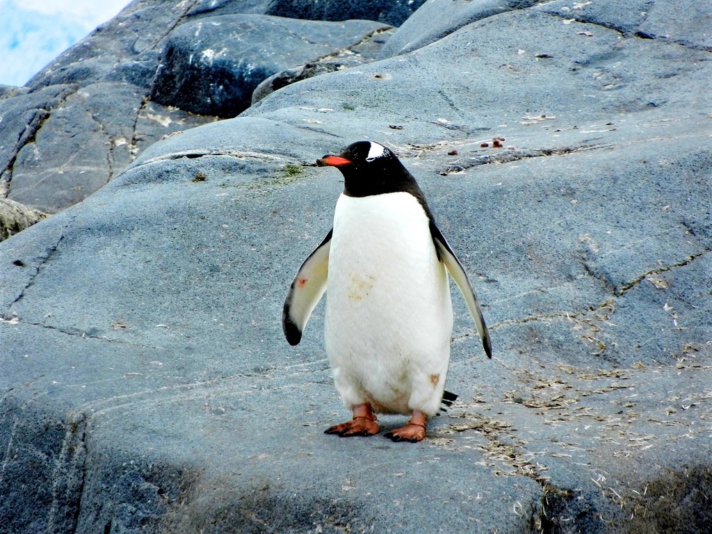 A gentoo penguin standing on rocks — a distant cousin of Tux