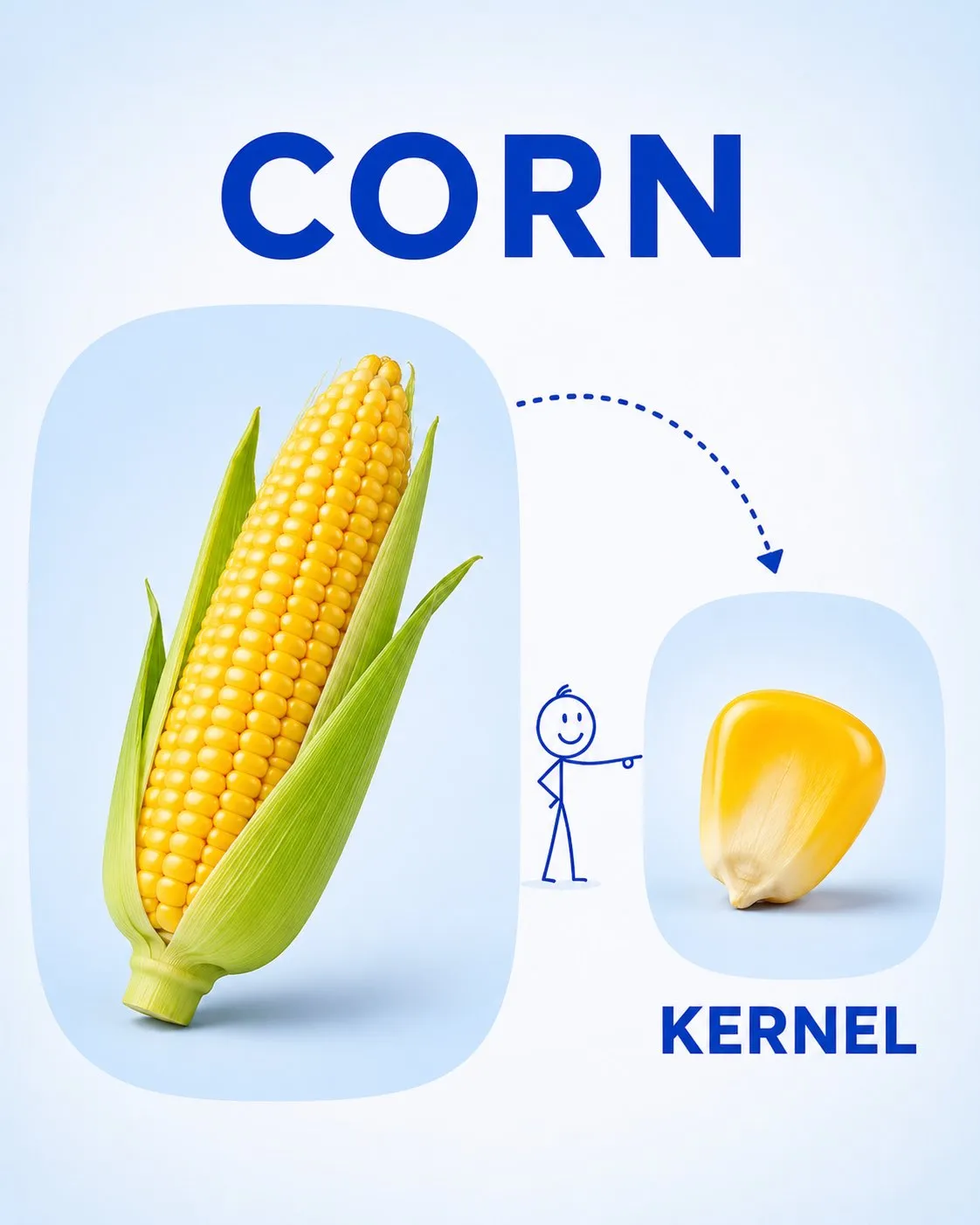CORN/KERNEL 幼儿词汇卡：左侧圆角面板里是一整根带叶玉米，右上圆角面板里是一粒玉米粒，蓝色虚线箭头从小人指向局部
